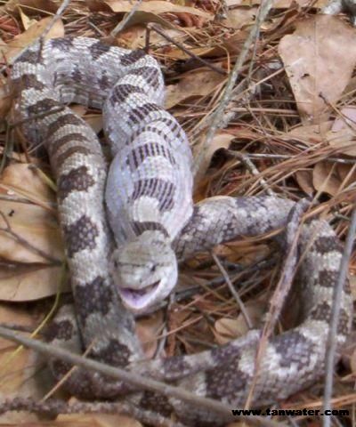 Florida Oak Snake after devouring young rabbit